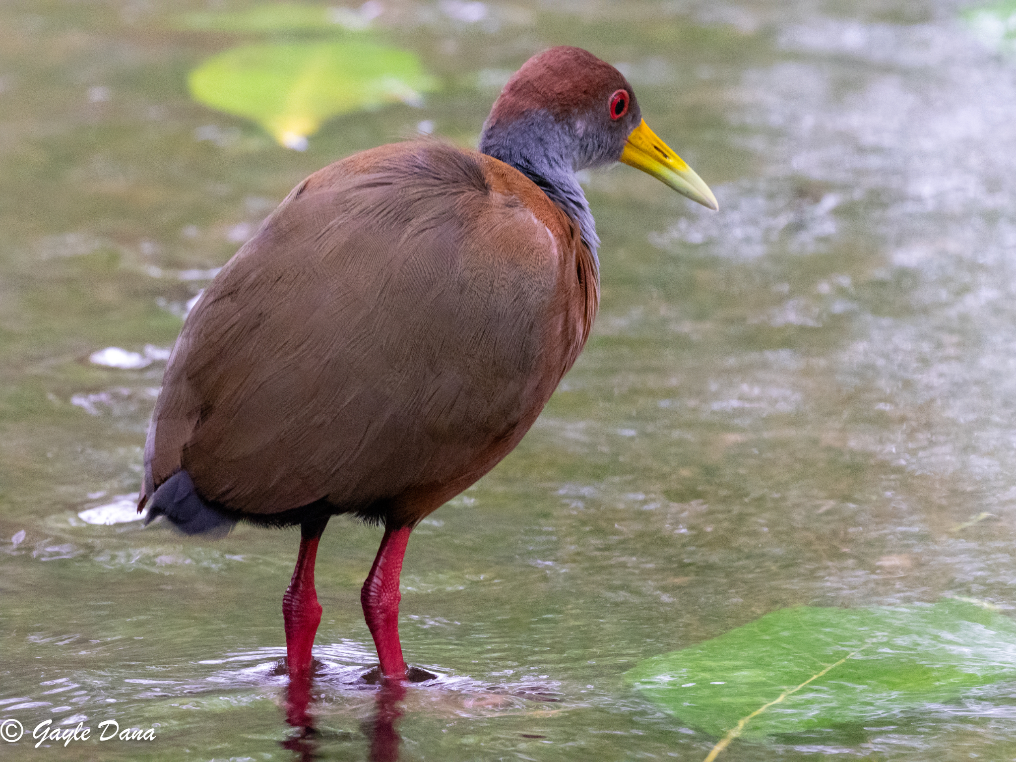 Russet naped Wood Rail